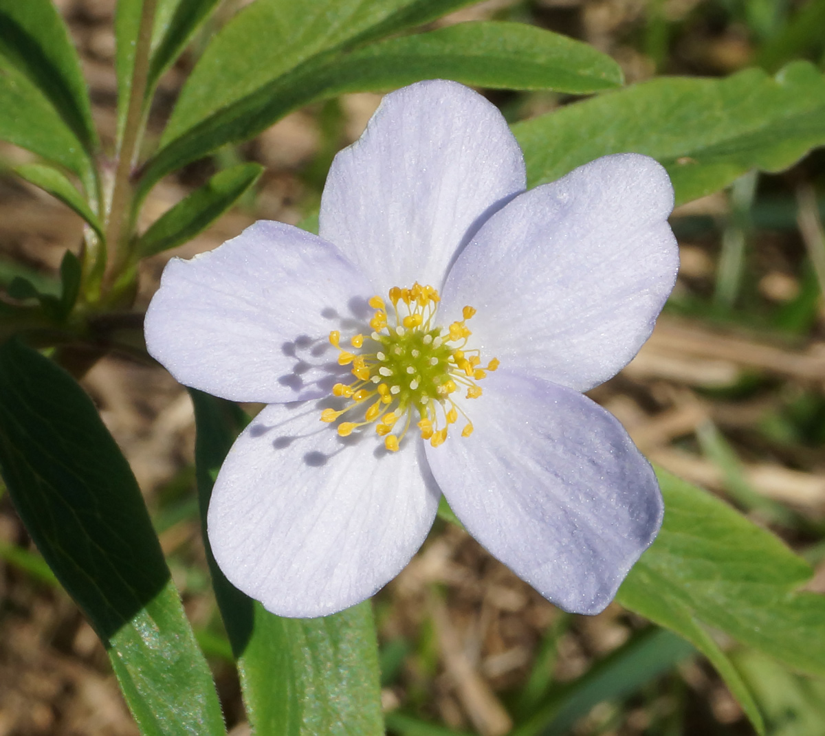 Изображение особи Anemone caerulea.