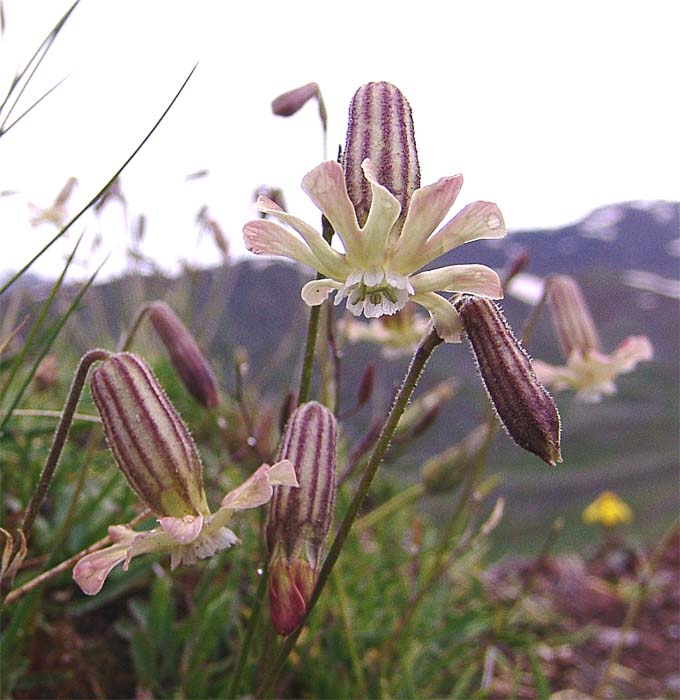 Изображение особи Silene lychnidea.