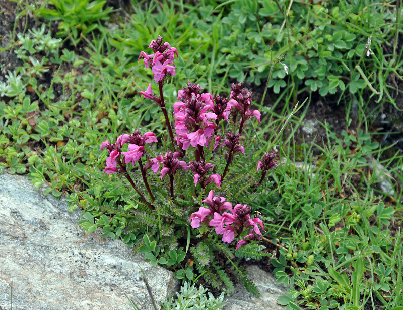 Изображение особи Pedicularis nordmanniana.