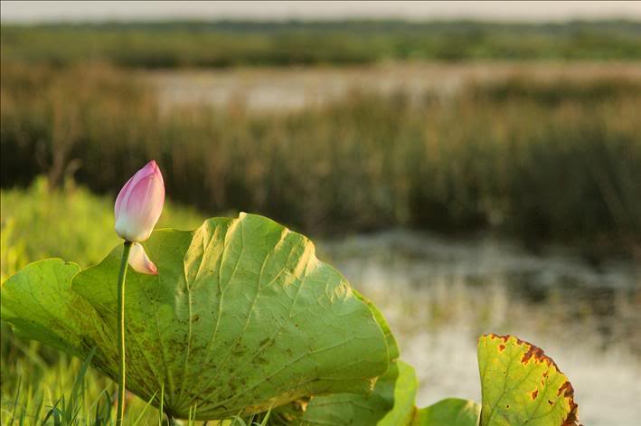 Image of Nelumbo nucifera specimen.