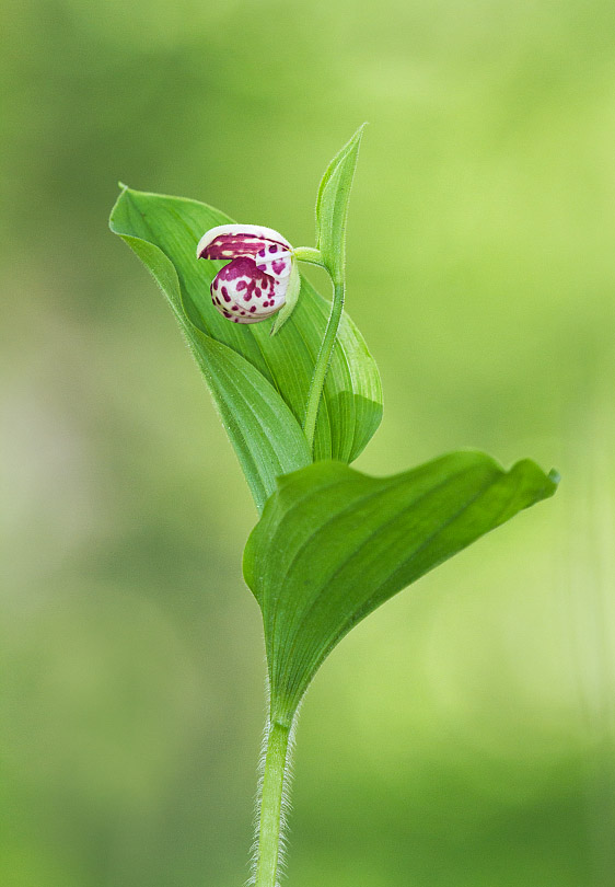 Изображение особи Cypripedium guttatum.