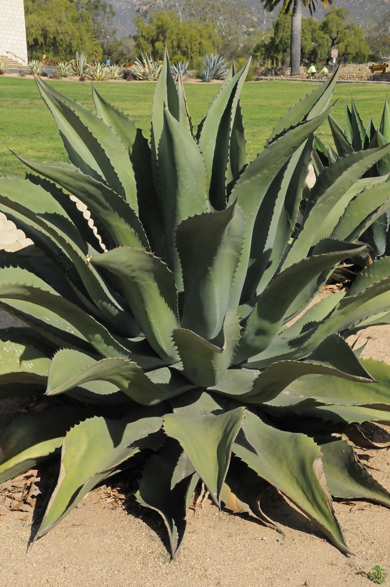 Изображение особи Agave salmiana var. ferox.