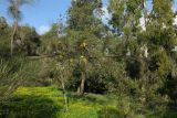 Hakea chordophylla. Ветвь с соцветиями. Израиль, Шарон, пос. Кфар Монаш, ботанический сад \"Хават Ганой\". 15.12.2015.