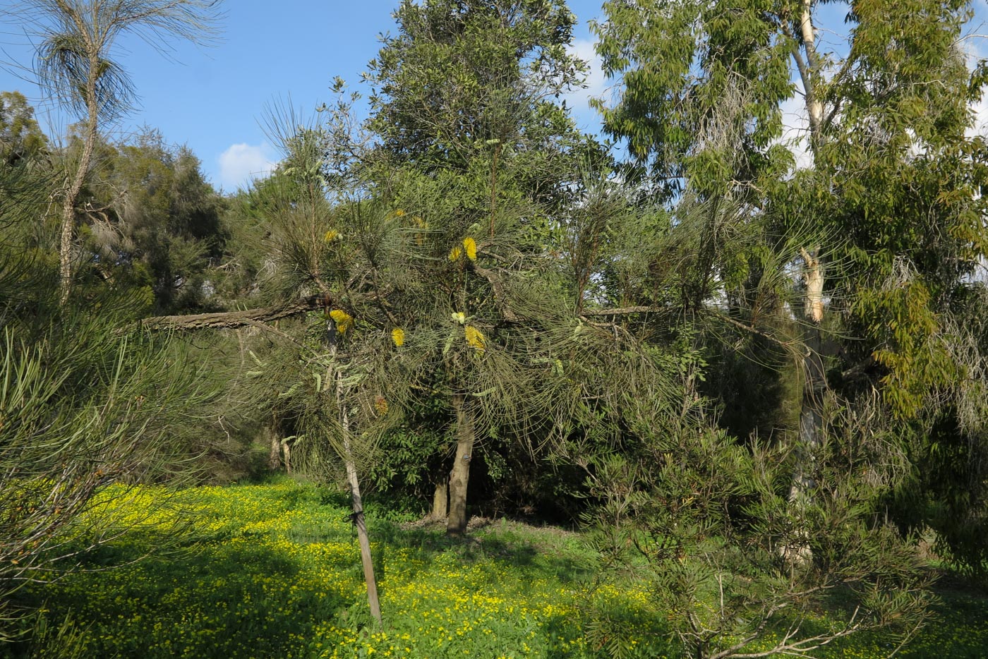 Изображение особи Hakea chordophylla.