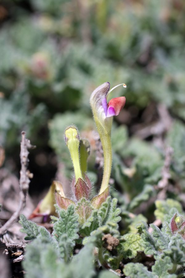 Image of Scutellaria subcaespitosa specimen.