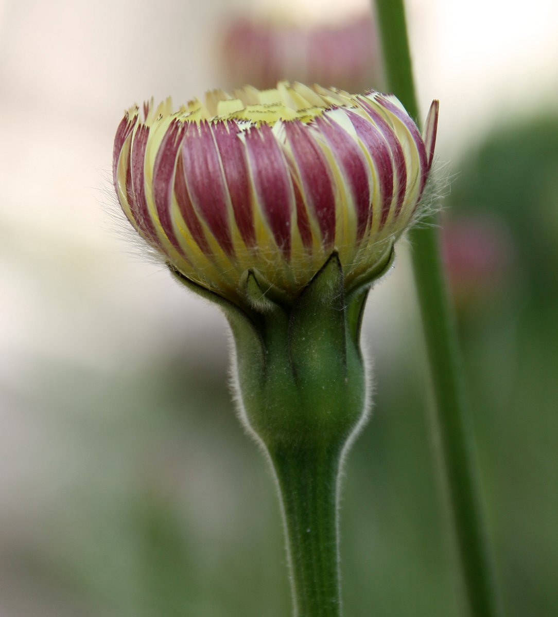 Image of Urospermum dalechampii specimen.