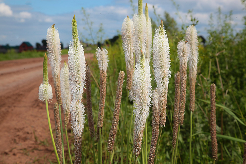 Изображение особи Plantago maxima.