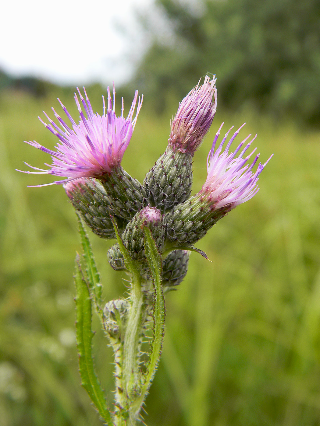 Image of Cirsium palustre specimen.