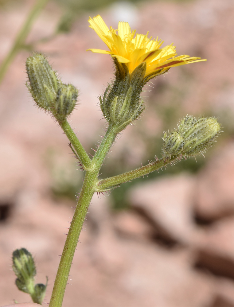 Image of Picris nuristanica specimen.