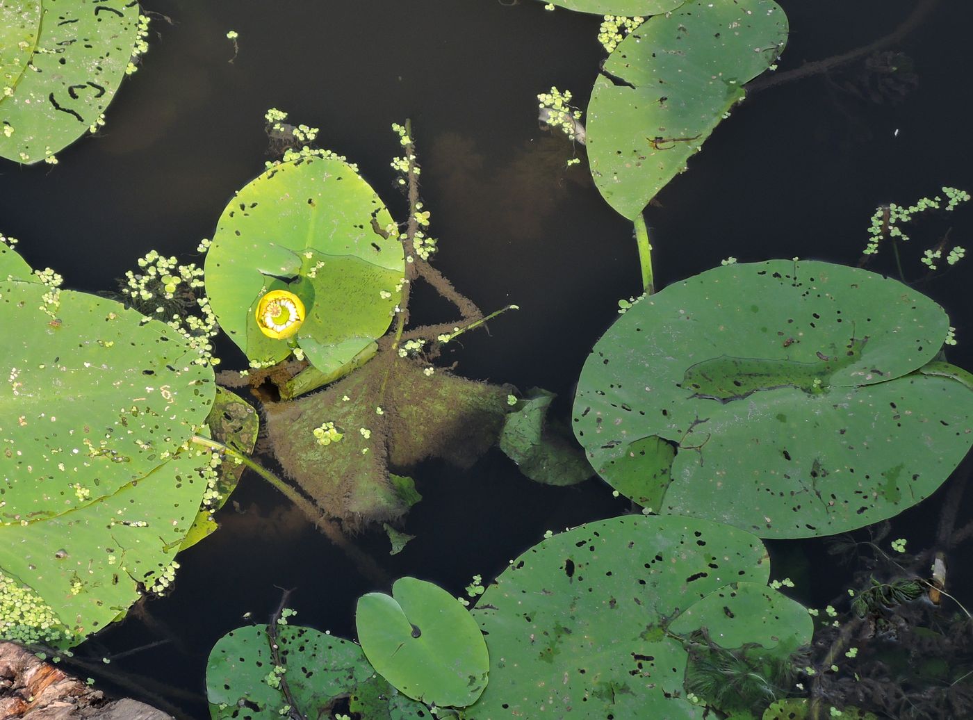 Image of Nuphar lutea specimen.