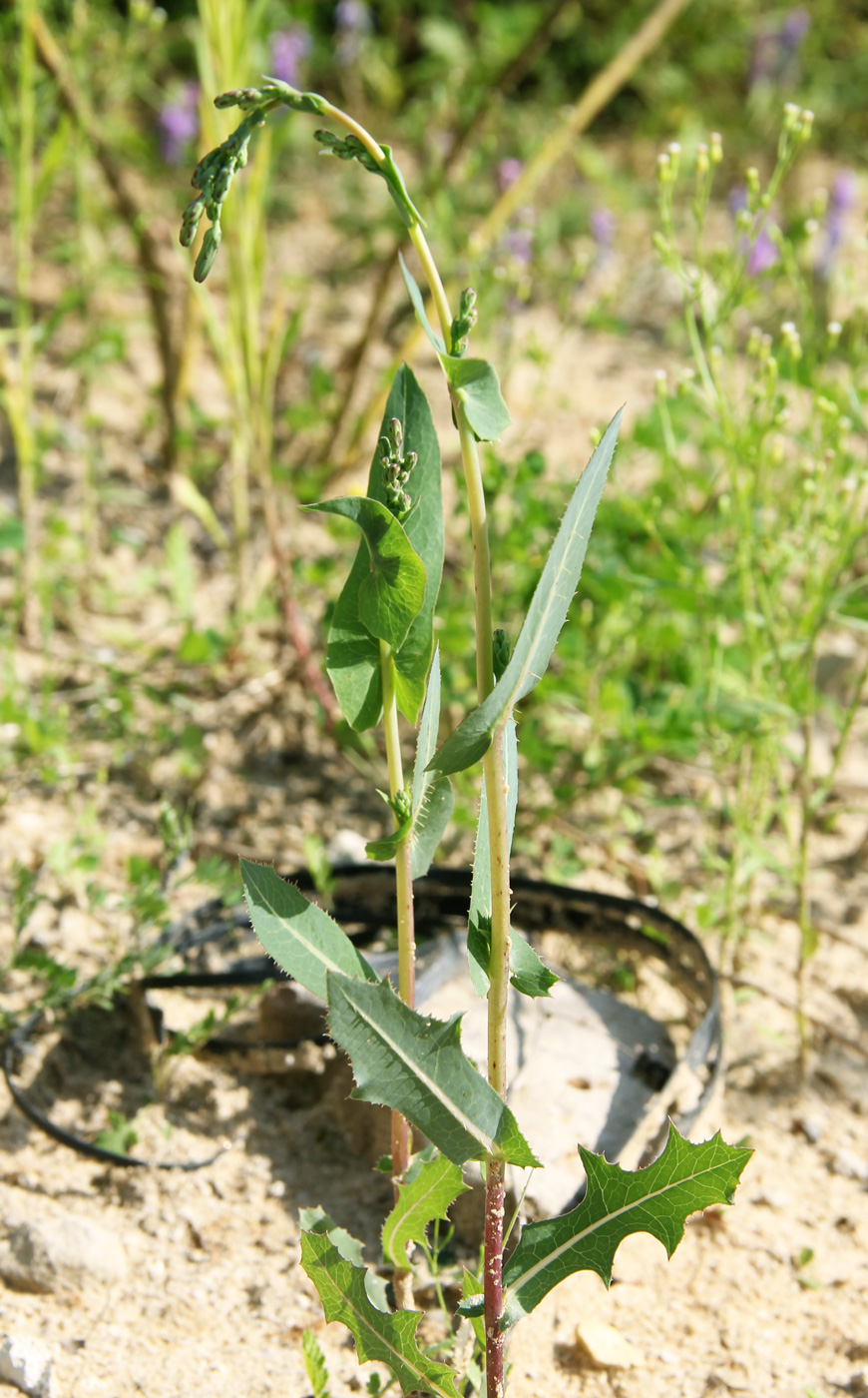 Image of Lactuca serriola specimen.