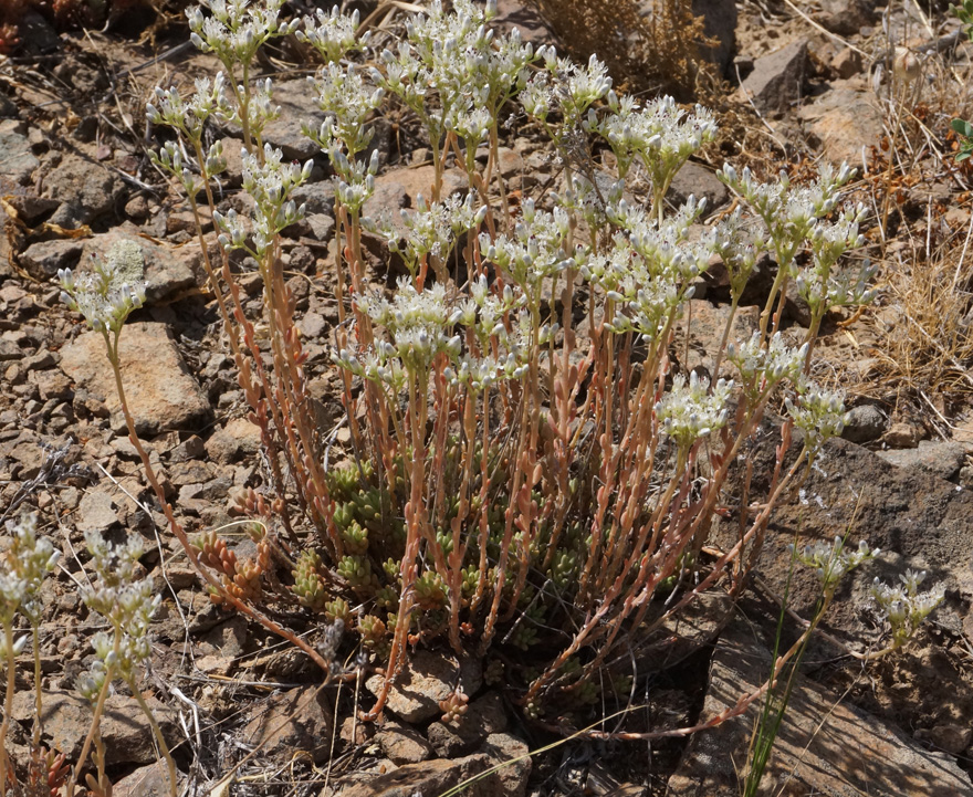 Image of Sedum alberti specimen.