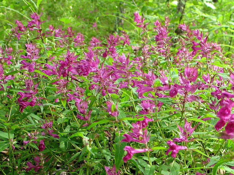 Image of Melampyrum setaceum specimen.