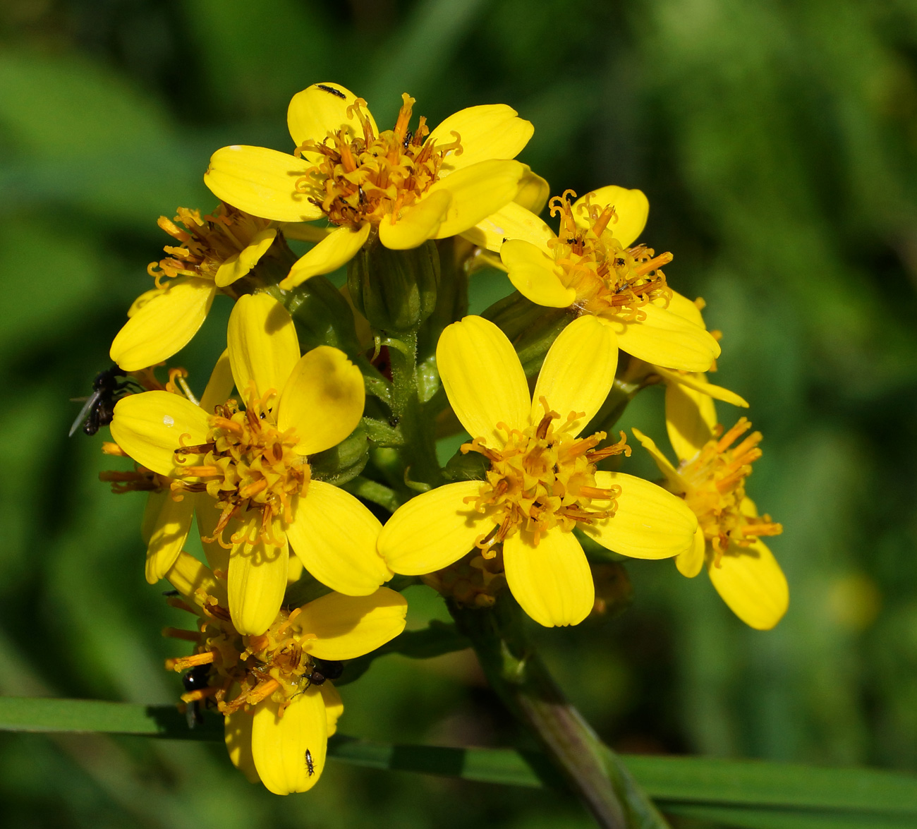 Image of Ligularia altaica specimen.