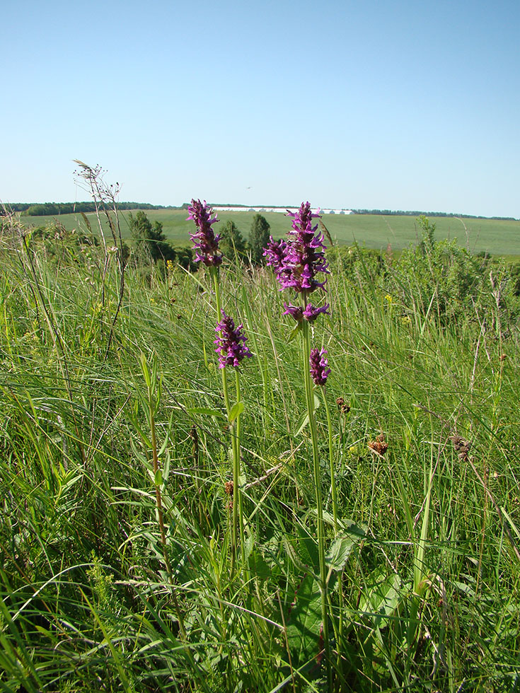 Изображение особи Betonica officinalis.