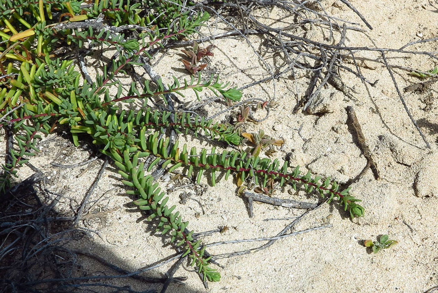 Image of Suaeda vera specimen.