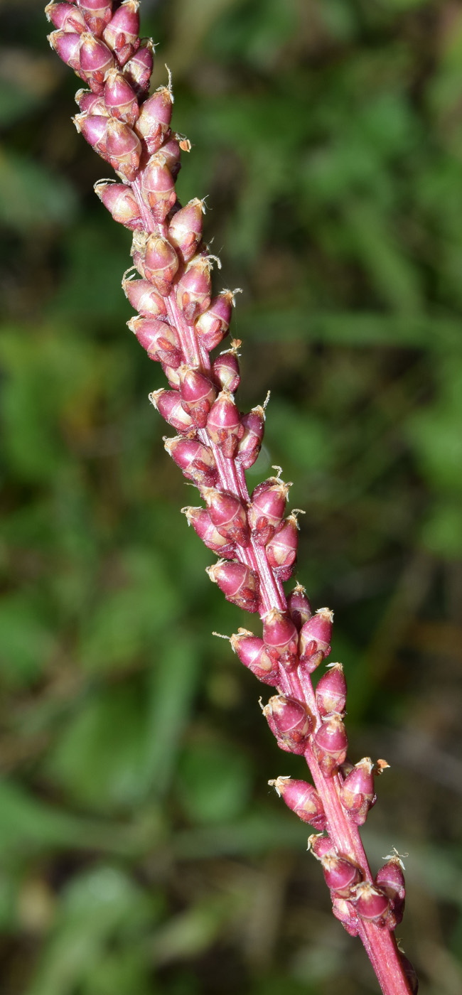 Изображение особи Plantago major.