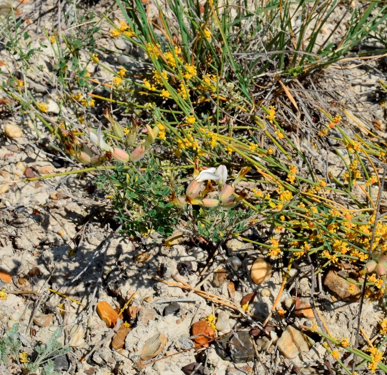 Изображение особи Astragalus medius.