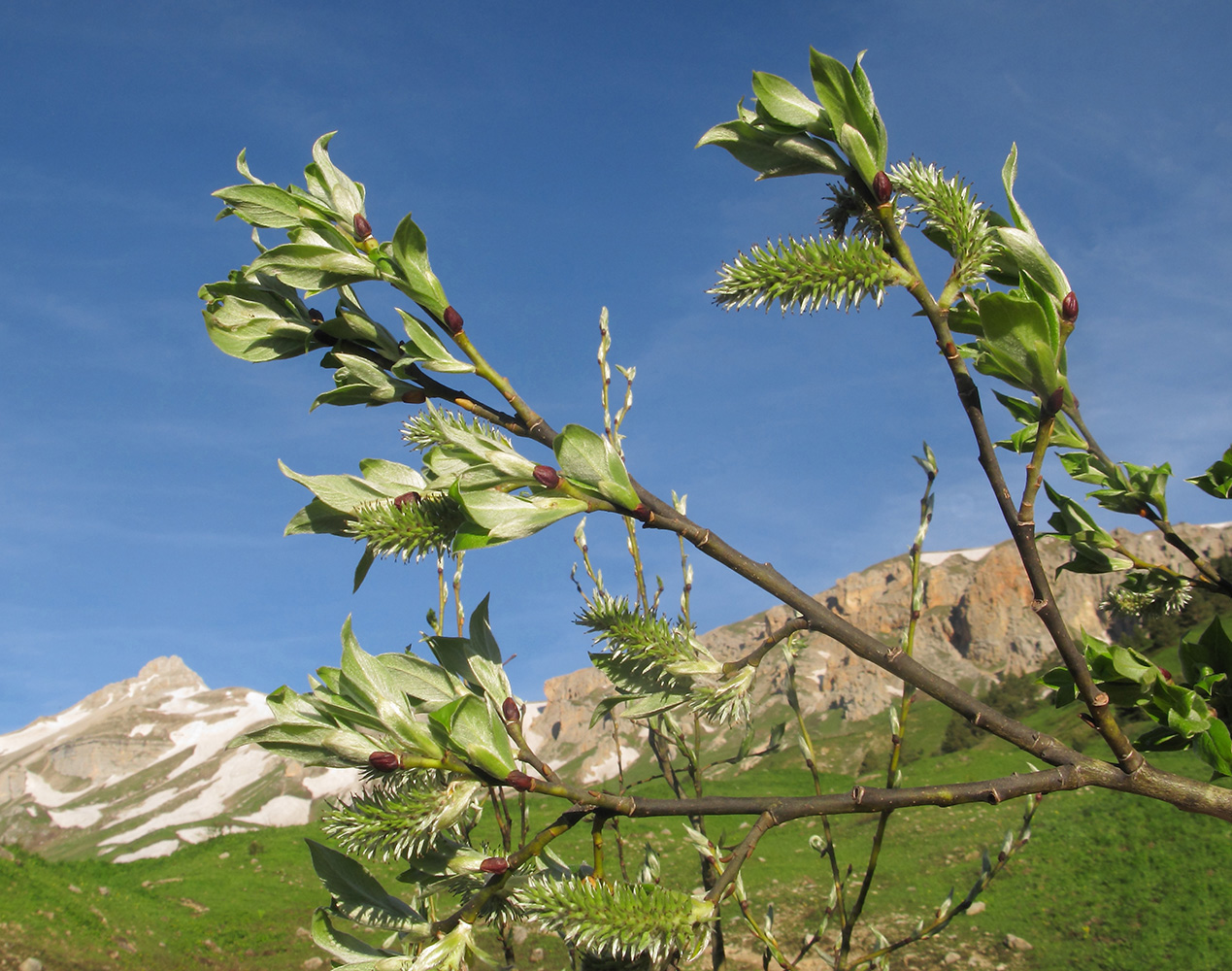 Image of Salix caprea specimen.