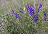 Смотреть изображение Scutellaria baicalensis