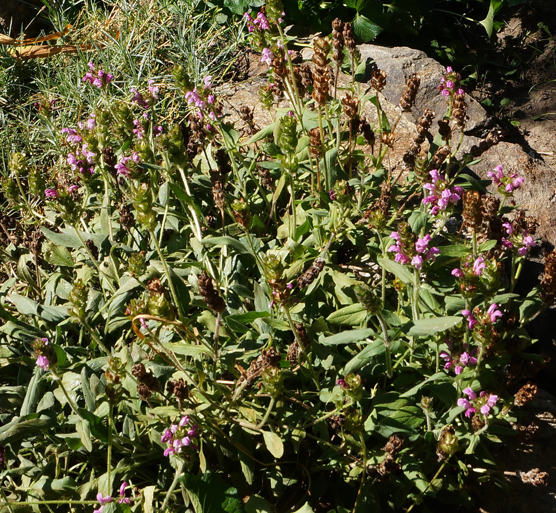 Image of Prunella grandiflora specimen.