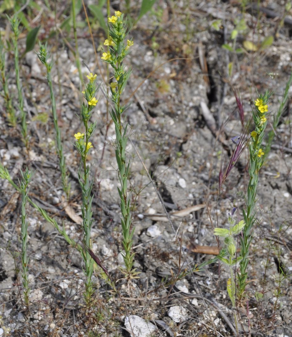 Image of Linum trigynum specimen.