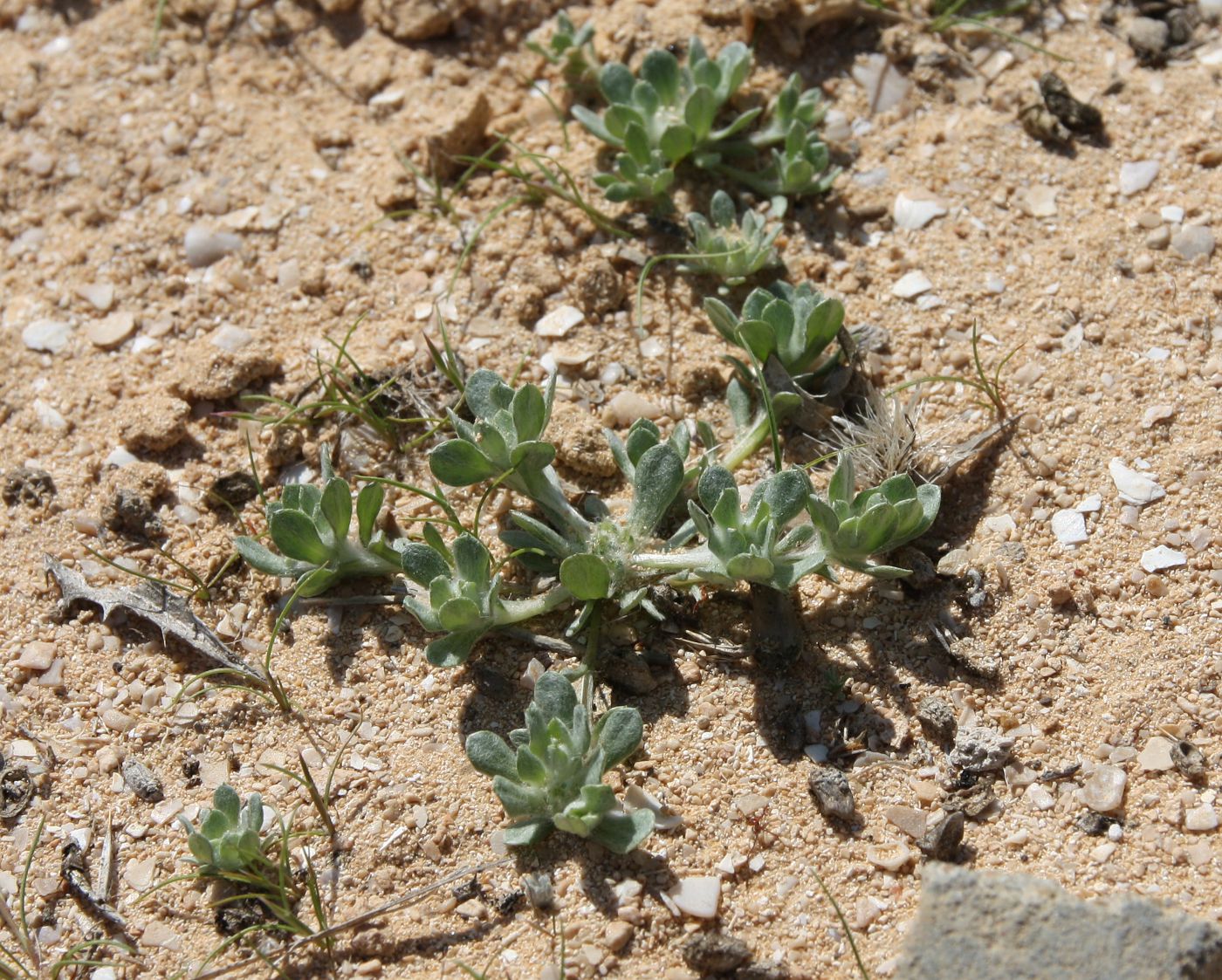 Image of Filago desertorum specimen.