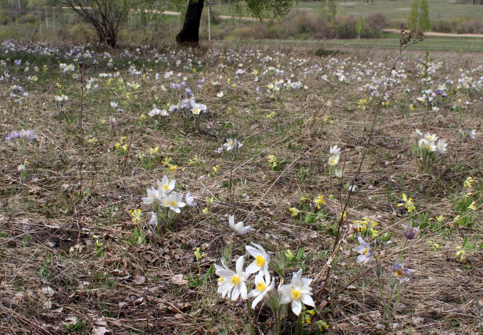 Изображение особи род Pulsatilla.