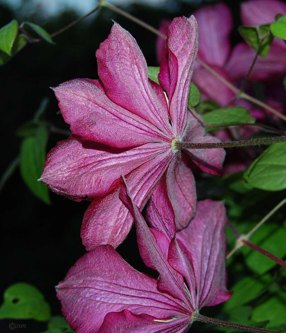 Image of Clematis &times; jackmanii specimen.