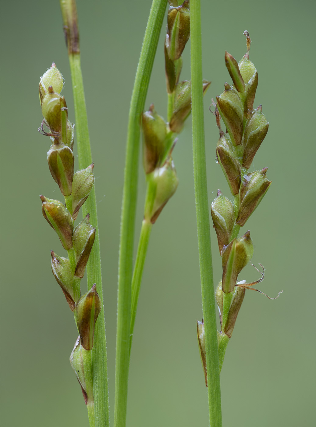 Image of Carex digitata specimen.