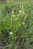 Gentianella promethea