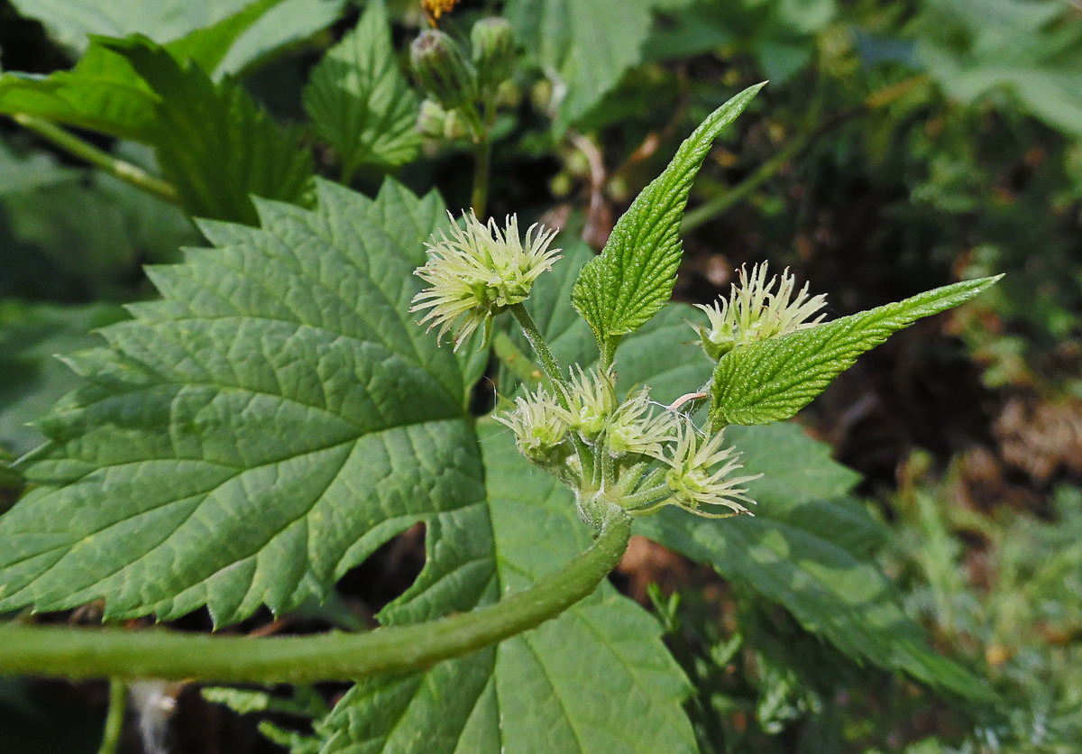 Изображение особи Humulus lupulus.