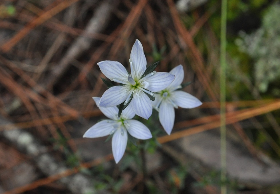 Image of genus Lomatogonium specimen.