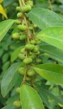 Смотреть изображение Flueggea suffruticosa