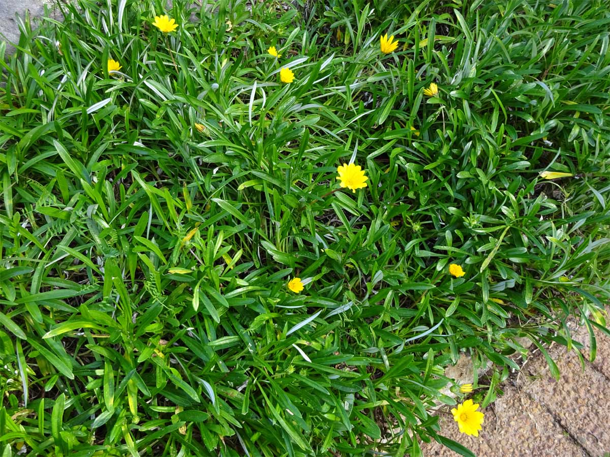 Image of Gazania rigens specimen.