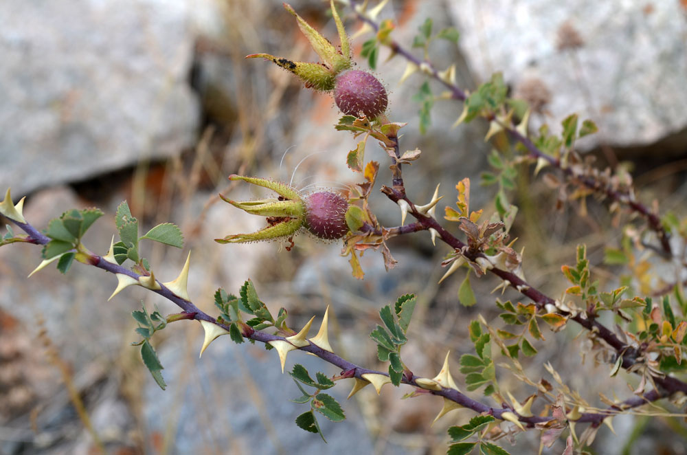 Image of Rosa nanothamnus specimen.