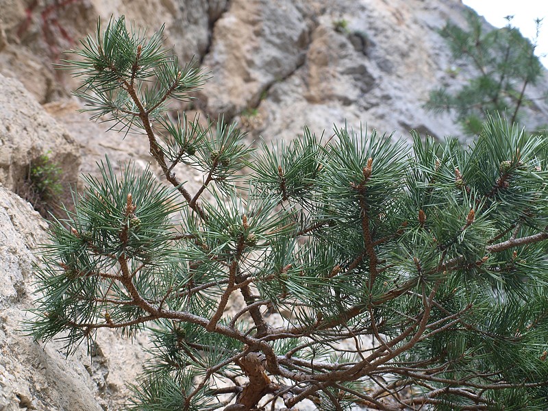 Image of Pinus sylvestris ssp. hamata specimen.