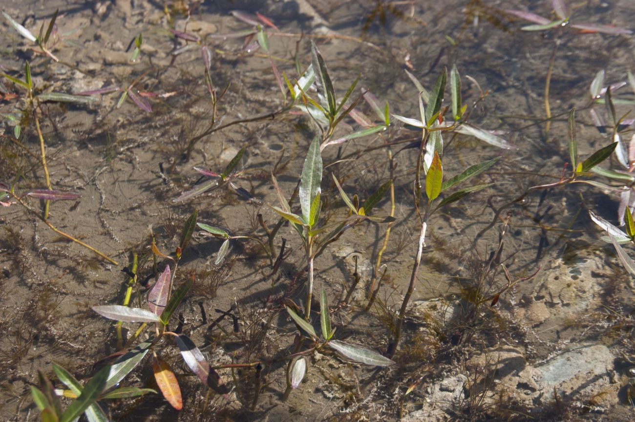 Image of Persicaria amphibia specimen.