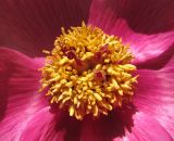 Paeonia caucasica. Центральная часть цветка. Краснодарский край, Абинский р-н, окр. пос. Новый, широколиственный лес. 16.04.2018.