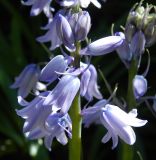 род Hyacinthoides. Соцветие. Новая Москва, дер. Изварино, в культуре. Май 2018 г.