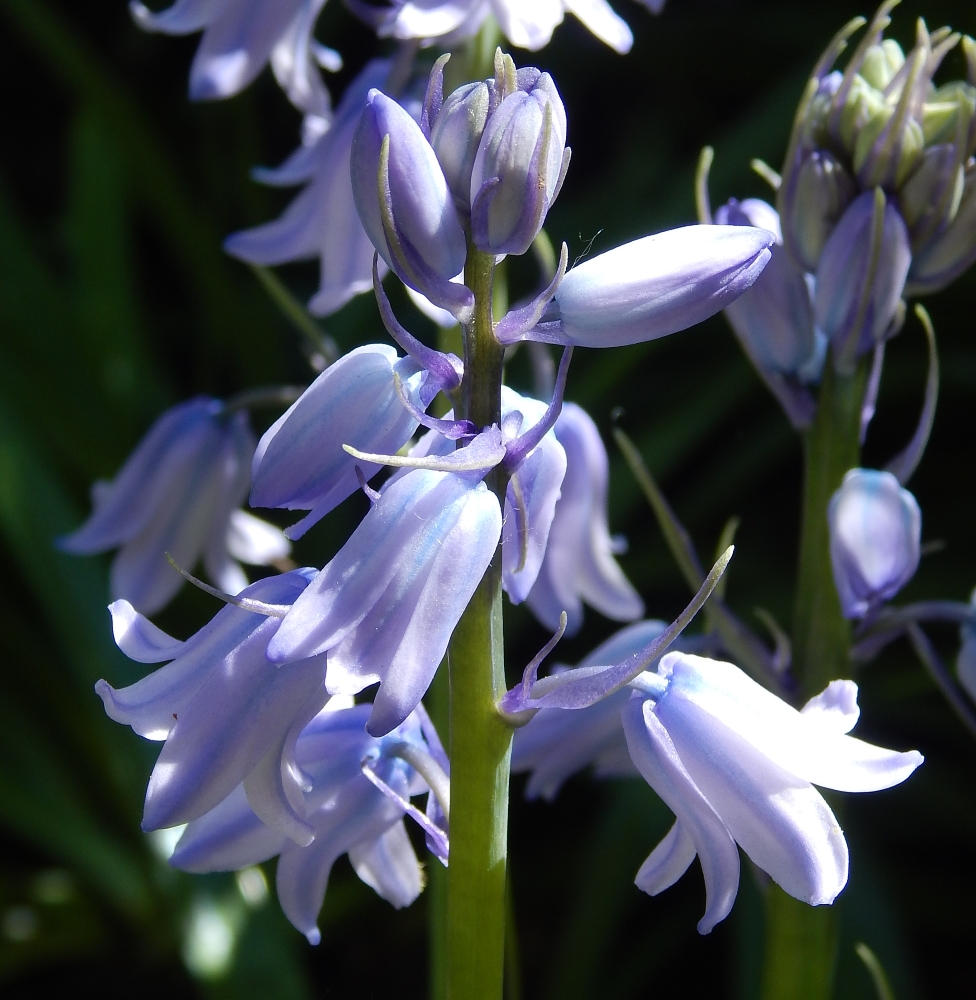 Изображение особи род Hyacinthoides.