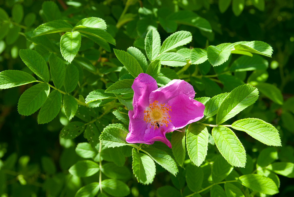 Изображение особи род Rosa.