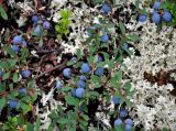 Vaccinium uliginosum подвид microphyllum. Плодоносящие растения. Мурманская обл., Хибины, северный склон г. Куэльпорр, ≈ 600 м н.у.м., кустарничково-лишайниковая тундра. 05.08.2018.