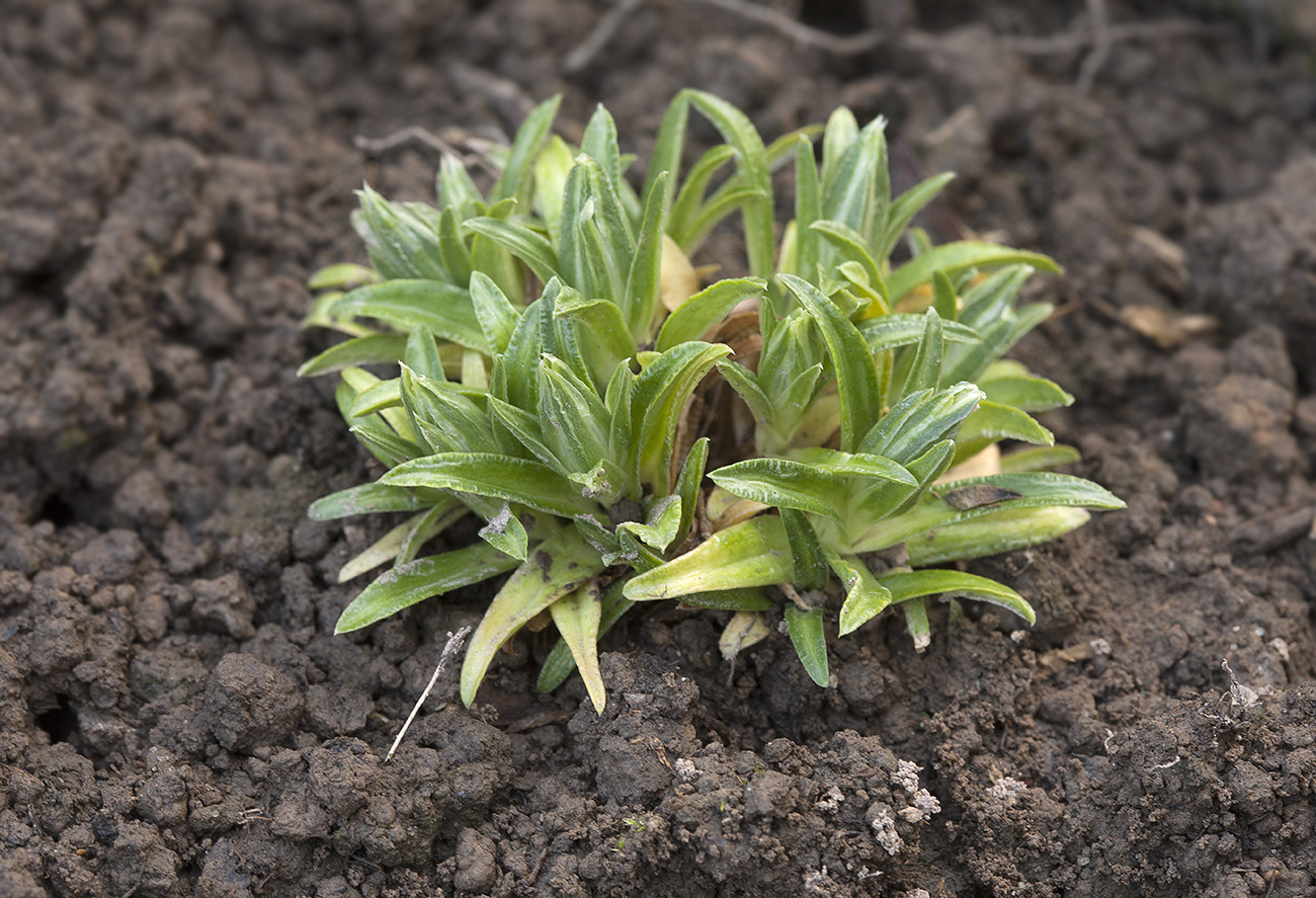 Image of Gentiana grandiflora specimen.