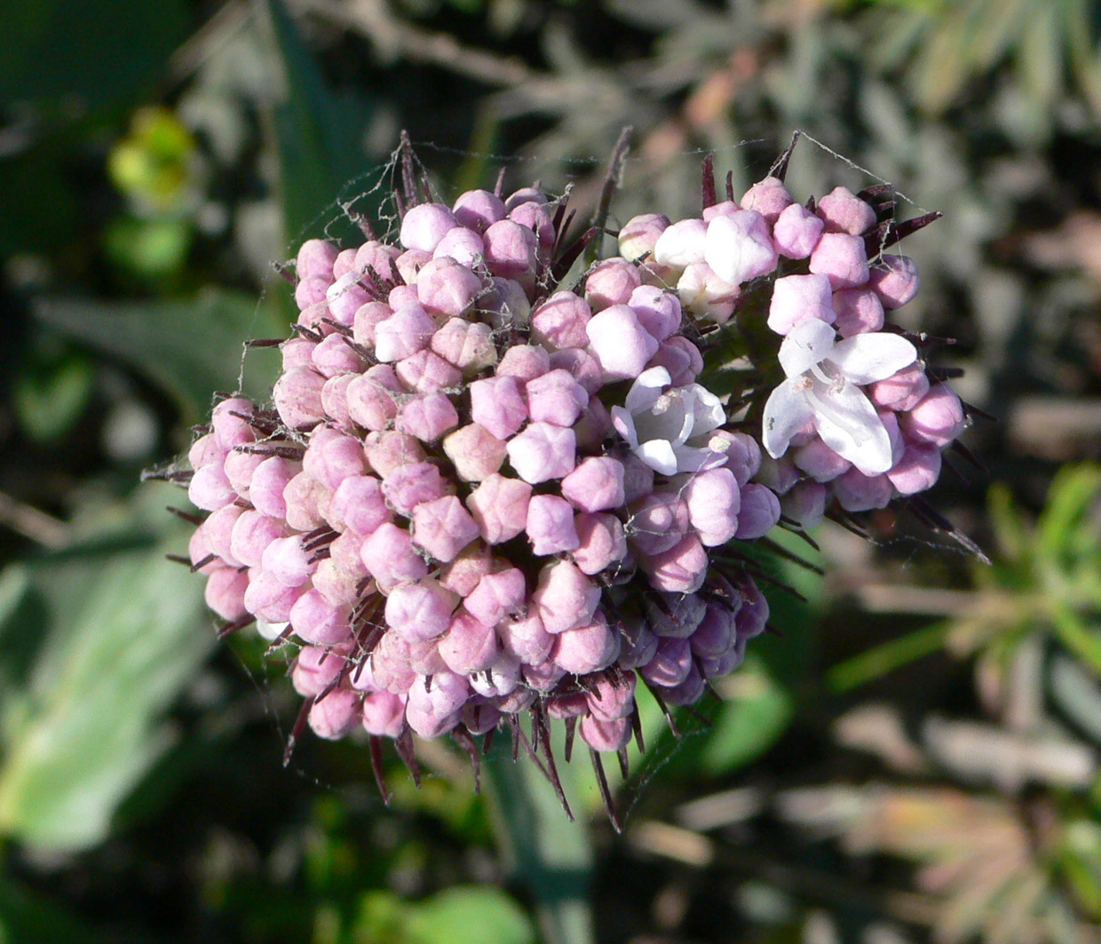 Изображение особи Valeriana capitata.