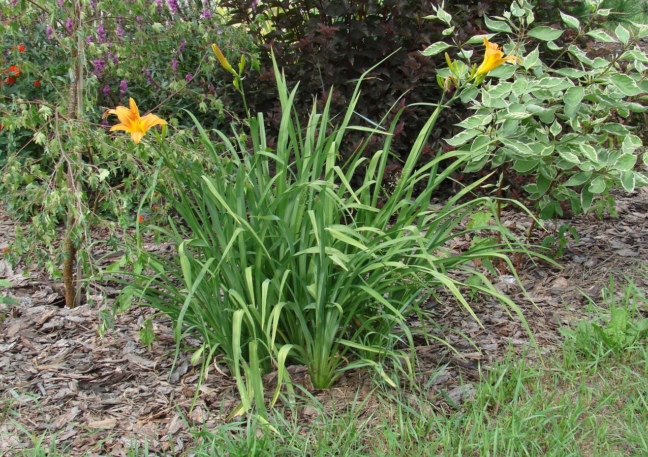 Изображение особи Hemerocallis &times; hybrida.