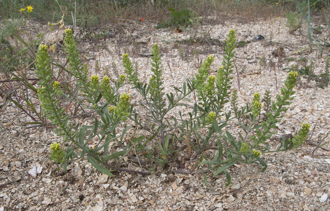 Image of Alyssum turkestanicum var. desertorum specimen.