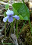 Viola epipsila