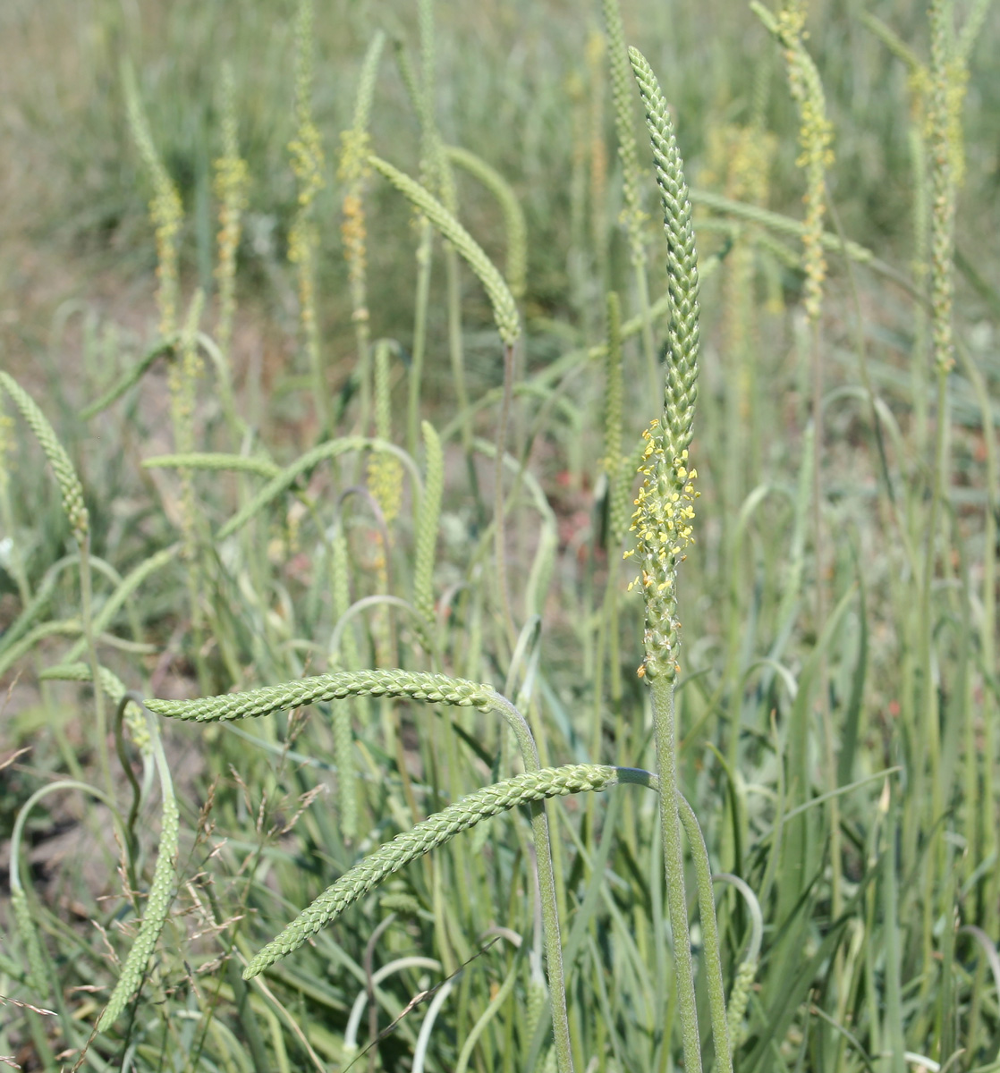 Image of Plantago salsa specimen.