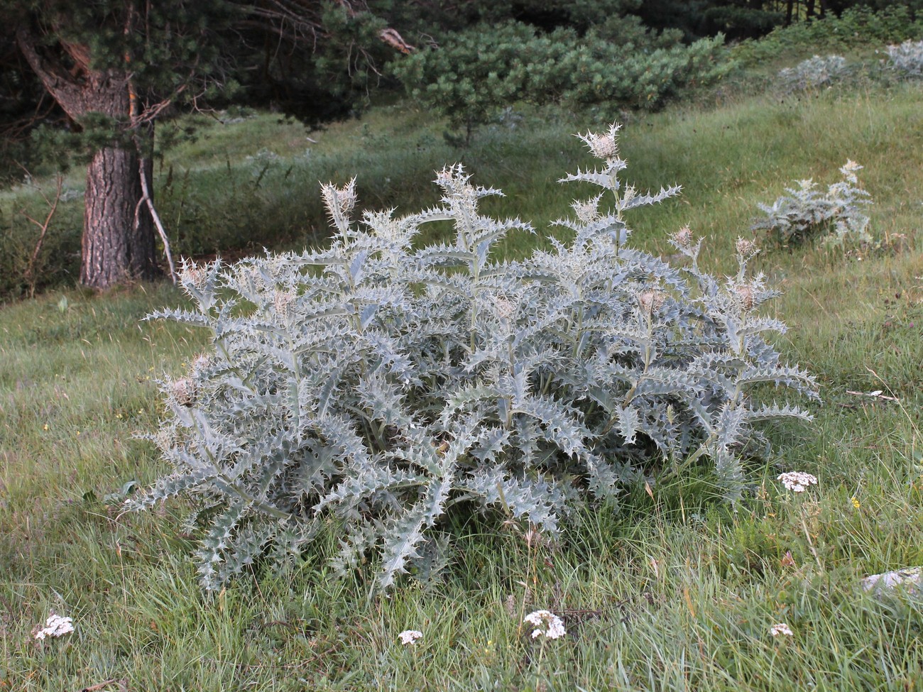 Image of Cirsium cephalotes specimen.